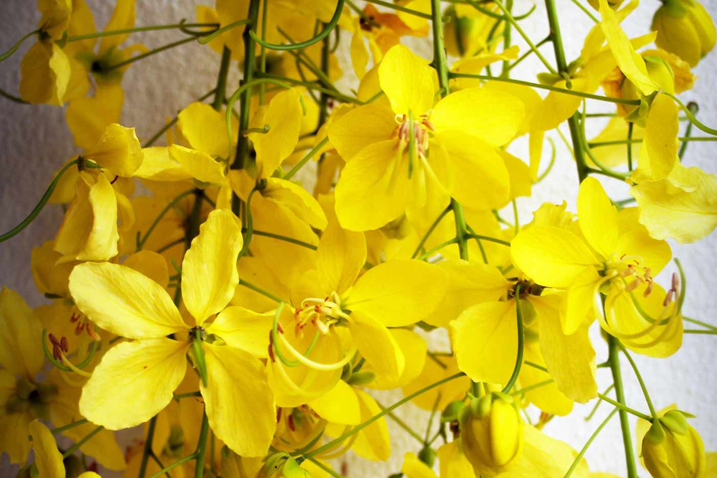 Ratchaphruek porte bonheur thaïlandais