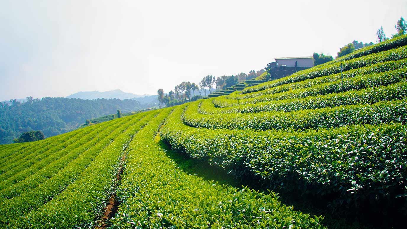 plantation de thé à Mae Salong Santikhiri
