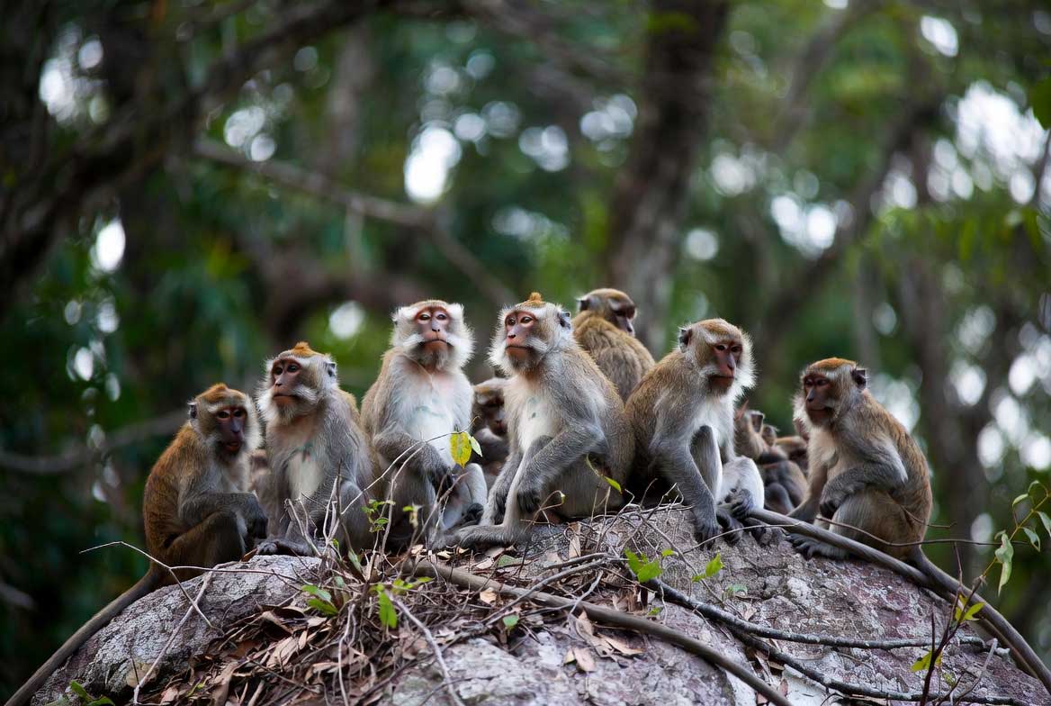 singes Prachuap Khiri Khan