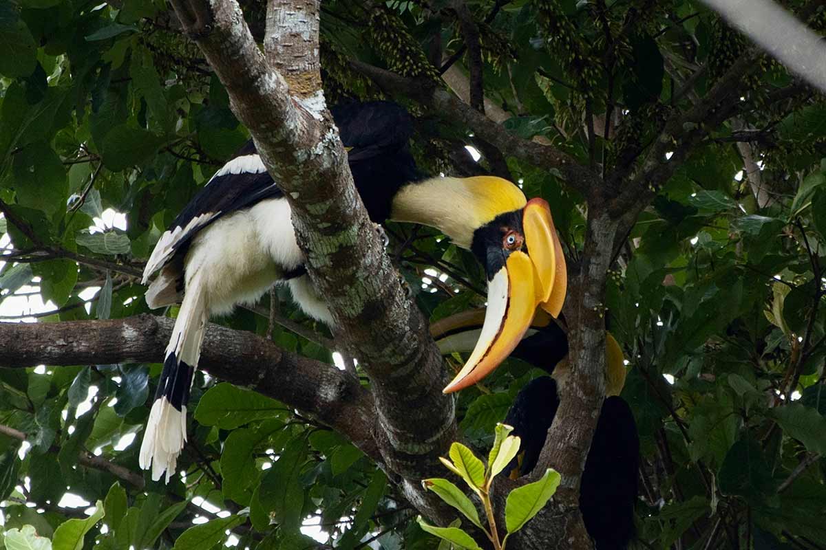 parc national de Khao Yai