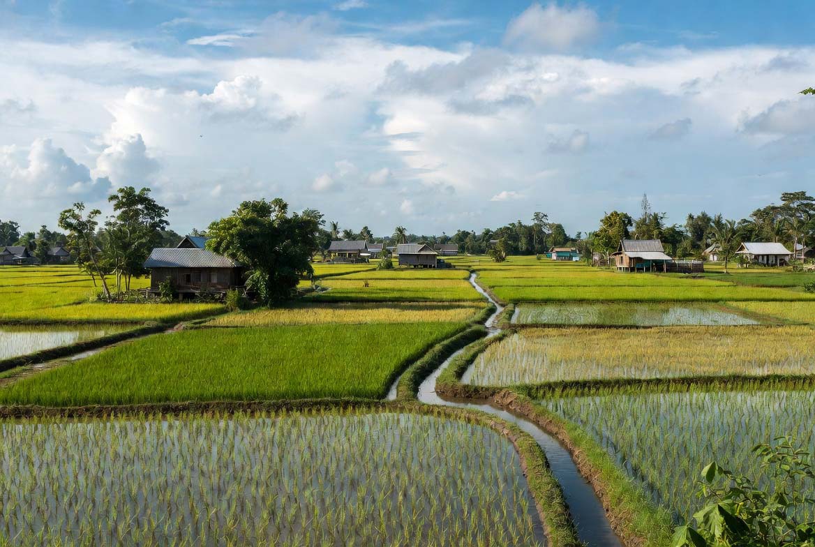 Rizières Nan Thaïlande